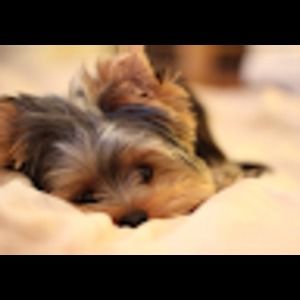 Meet your Posher, Lashunda